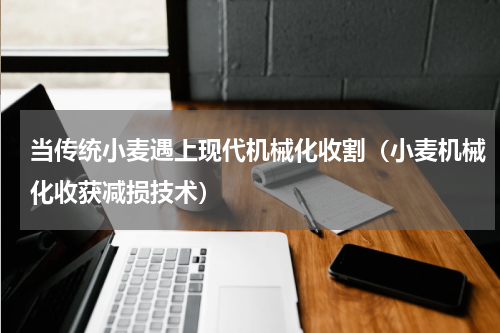 当传统小麦遇上现代机械化收割（小麦机械化收获减损技术）