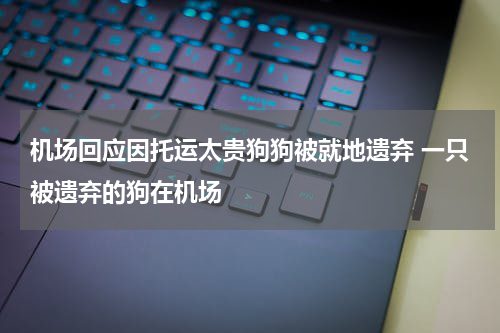 机场回应因托运太贵狗狗被就地遗弃 一只被遗弃的狗在机场