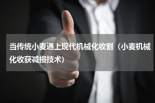 当传统小麦遇上现代机械化收割（小麦机械化收获减损技术）